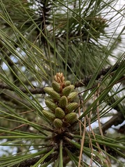 Pinus teocote