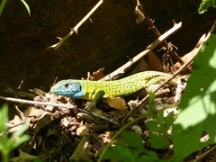 Lacerta schreiberi