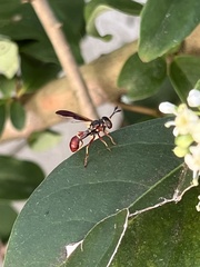 Monoceromyia floridensis