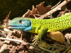 Lacerta schreiberi