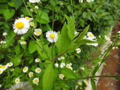 Erigeron annuus