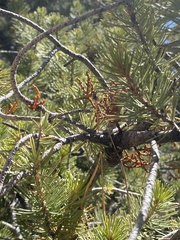 Arceuthobium vaginatum