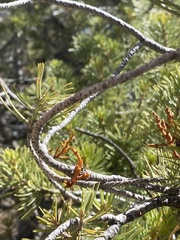 Arceuthobium vaginatum