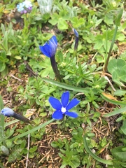 Gentiana brachyphylla