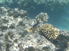 Gomphosus klunzingeri