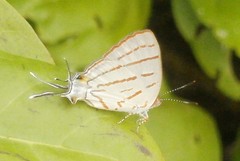 Hemiolaus caeculus caeculus