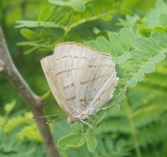 Hemiolaus caeculus caeculus