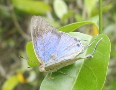 Hemiolaus caeculus caeculus