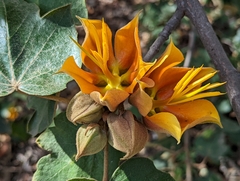 ×chiranthofremontia lenzii