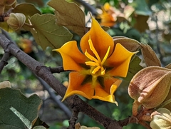 ×chiranthofremontia lenzii