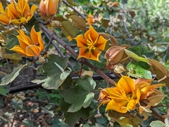 ×chiranthofremontia lenzii