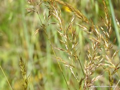 Helictochloa marginata