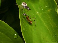 Camponotus amoris