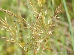 Helictochloa marginata
