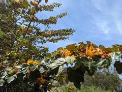 ×chiranthofremontia lenzii