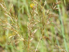 Helictochloa marginata