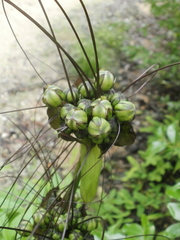Tacca