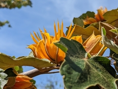 ×chiranthofremontia lenzii