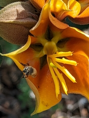 ×chiranthofremontia lenzii