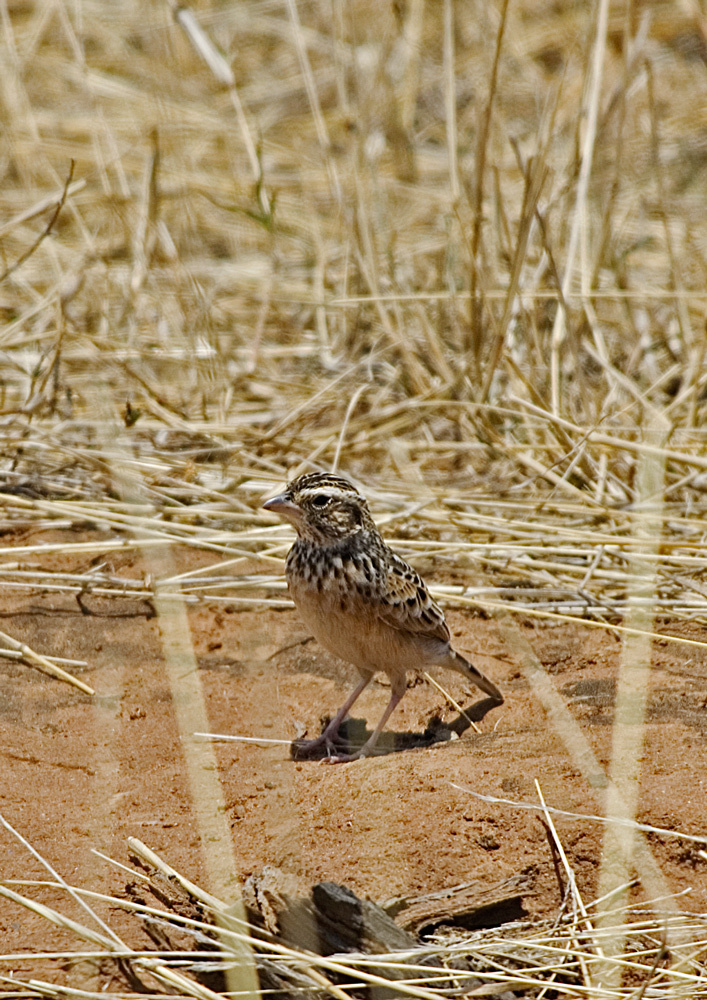 White-tailed Lark