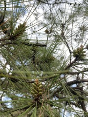 Pinus teocote
