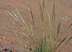 Pappostipa