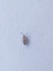 Willowsia nigromaculata