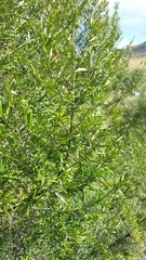 Diospyros danguyana