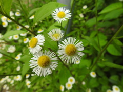 Erigeron annuus