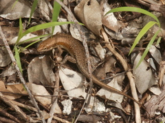 Trachylepis maculilabris