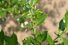 Kraussia floribunda