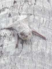 Taphozous mauritianus