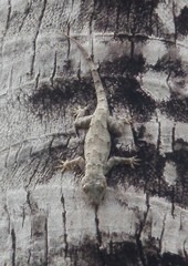 Hemidactylus platycephalus
