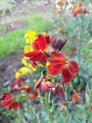 Erysimum cheiri