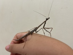 Archimantis quinquelobata