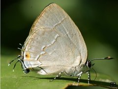 Theclopsis mycon