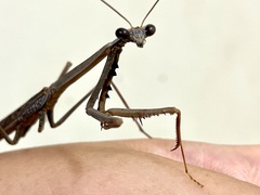 Archimantis quinquelobata