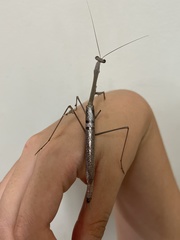 Archimantis quinquelobata