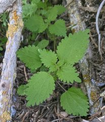 Hesperocnide tenella