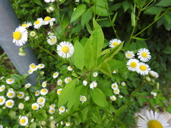 Erigeron annuus