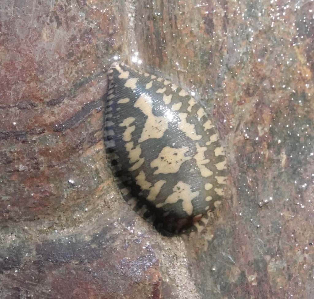 Jawless Leeches