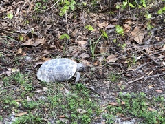 Gopherus polyphemus