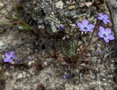 Gilia tenuiflora