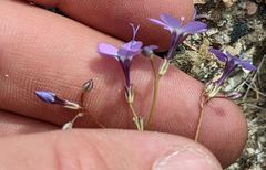 Gilia tenuiflora