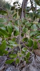 Xylopia