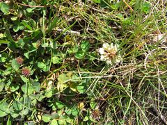 Trifolium occidentale