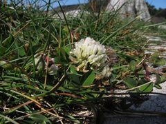 Trifolium occidentale