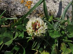Trifolium occidentale
