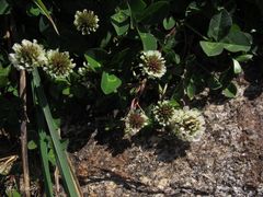 Trifolium occidentale