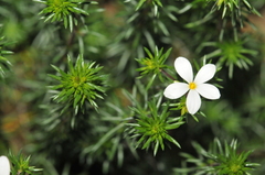 Leptosiphon floribundus